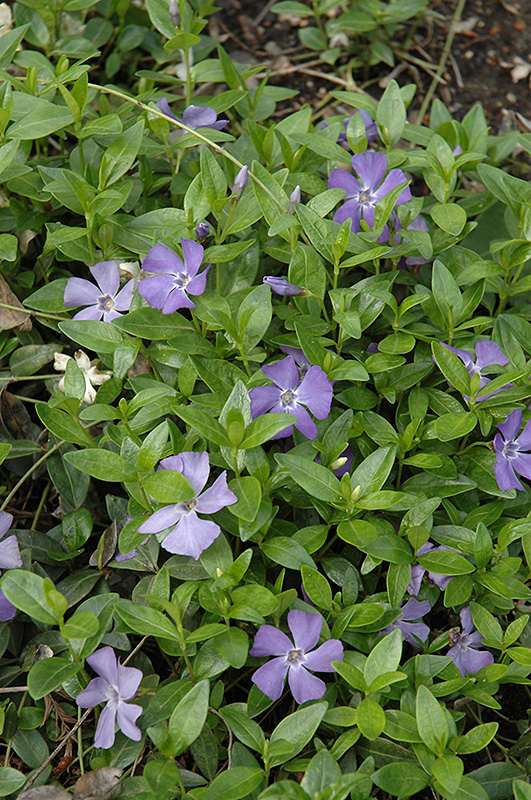 Common Periwinkle (Vinca minor) at Stauffers Of Kissel Hill