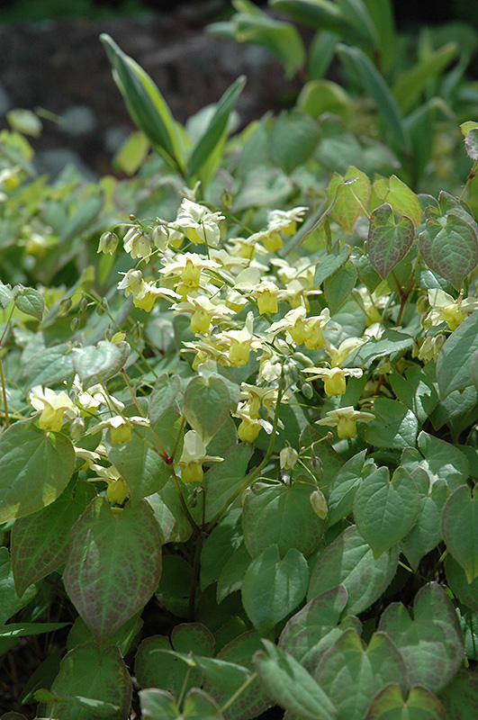Yellow Barrenwort (Epimedium x versicolor 'Sulphureum') at Stauffers Of Kissel Hill