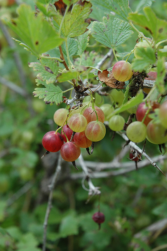 Pixwell Gooseberry (Ribes 'Pixwell') at Stauffers Of Kissel Hill