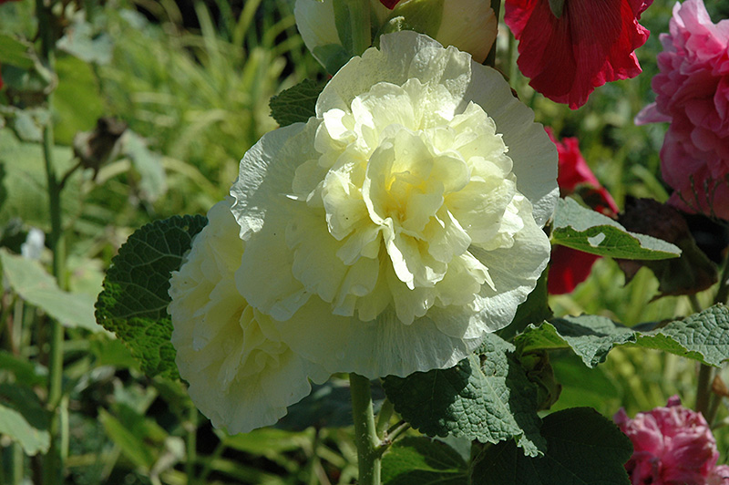 Chater's Double Yellow Hollyhock (Alcea rosea 'Chater's Double Yellow') at Stauffers Of Kissel Hill