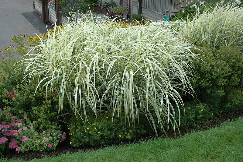 Variegated Silver Grass (Miscanthus sinensis 'Variegatus') at Stauffers Of Kissel Hill