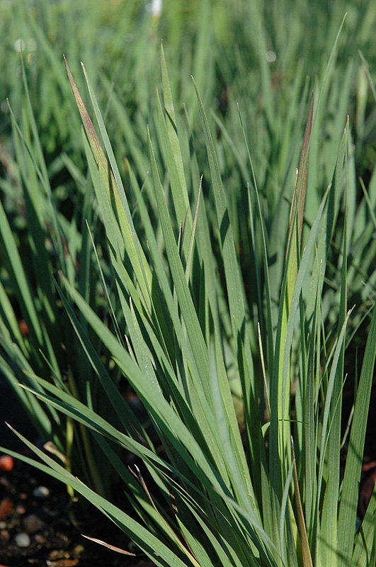 Lucerne Blue-Eyed Grass (Sisyrinchium angustifolium 'Lucerne') at Stauffers Of Kissel Hill