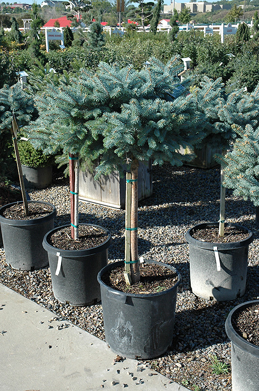 Globe Blue Spruce (tree form) (Picea pungens 'Globosa (tree form)') at Stauffers Of Kissel Hill