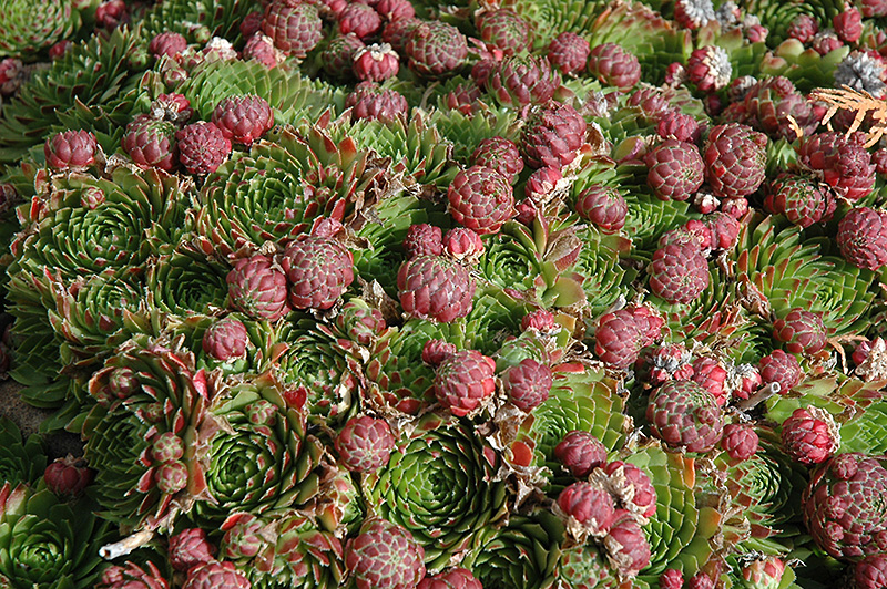 Red Beauty Hens And Chicks (Sempervivum 'Red Beauty') at Stauffers Of Kissel Hill