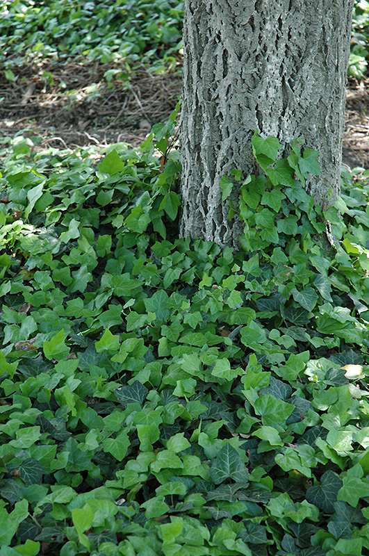 Baltic Ivy (Hedera helix 'Baltica') at Stauffers Of Kissel Hill