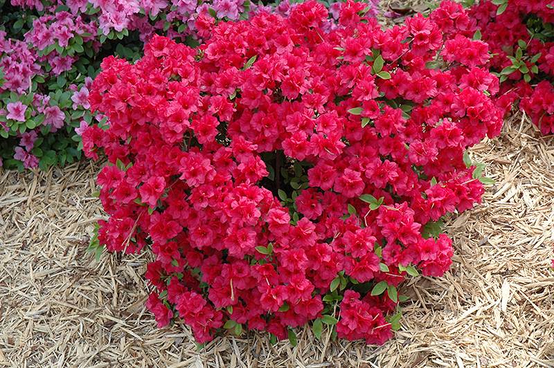 Hershey's Red Azalea (Rhododendron 'Hershey's Red') at Stauffers Of Kissel Hill
