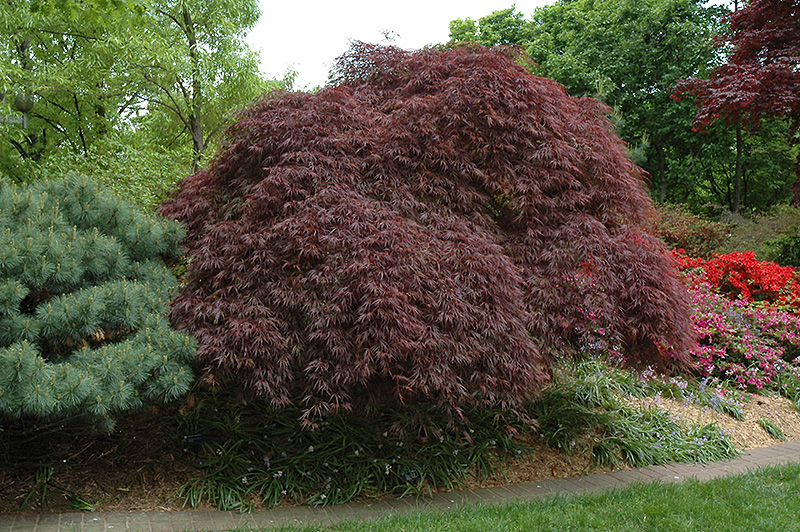 Red Select Cutleaf Japanese Maple (Acer palmatum 'Dissectum Red Select') at Stauffers Of Kissel Hill