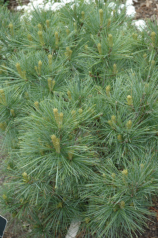 Blue Shag White Pine (Pinus strobus 'Blue Shag') at Stauffers Of Kissel Hill
