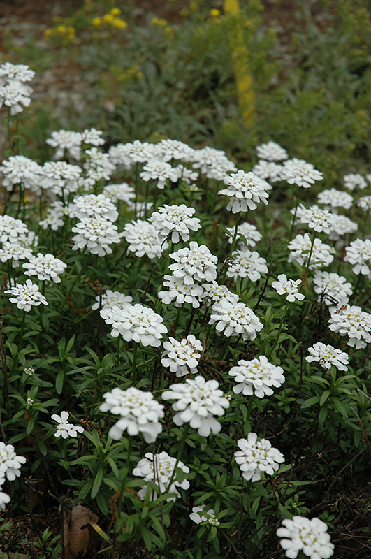 Purity Candytuft (Iberis sempervirens 'Purity') at Stauffers Of Kissel Hill