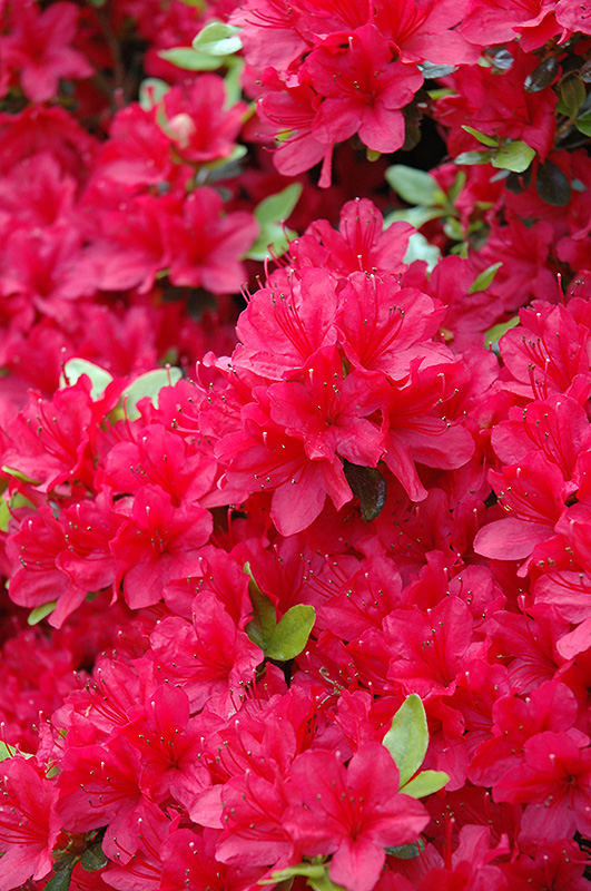 Hino Crimson Azalea (Rhododendron 'Hino Crimson') at Stauffers Of Kissel Hill