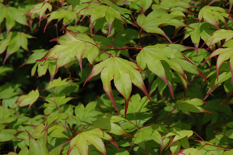 Tsuma Gaki Japanese Maple (Acer palmatum 'Tsuma Gaki') at Stauffers Of Kissel Hill