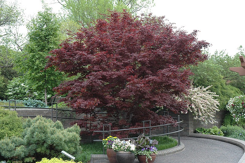 Bloodgood Japanese Maple (Acer palmatum 'Bloodgood') at Stauffers Of Kissel Hill