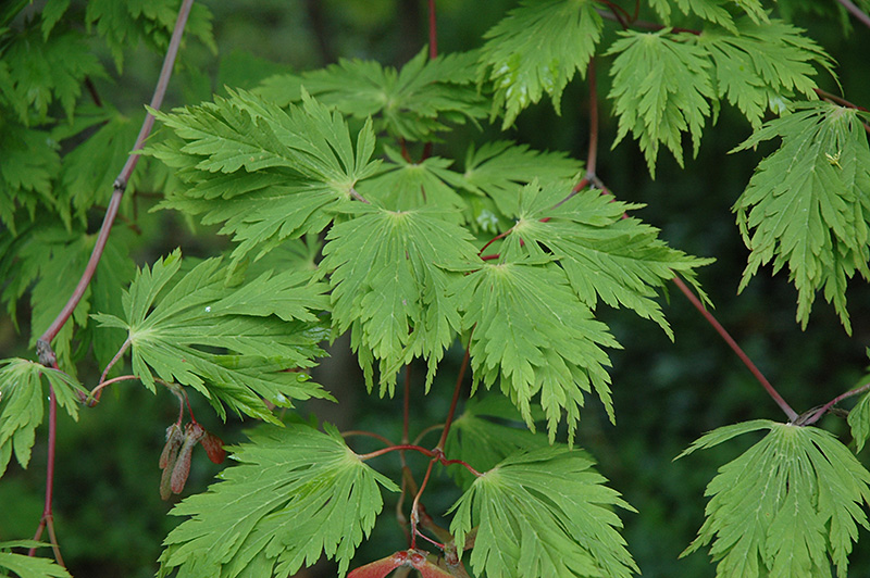 Cutleaf Fullmoon Maple (Acer japonicum 'Aconitifolium') at Stauffers Of Kissel Hill
