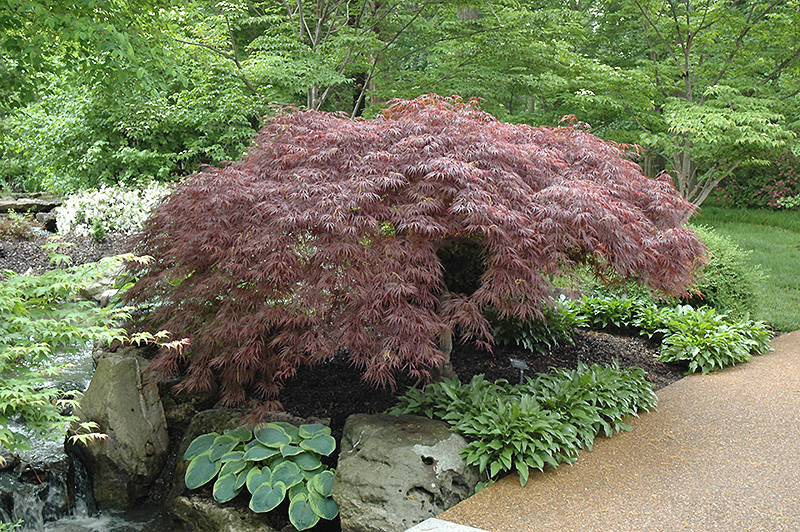 Red Select Japanese Maple (Acer palmatum 'Red Select') at Stauffers Of Kissel Hill