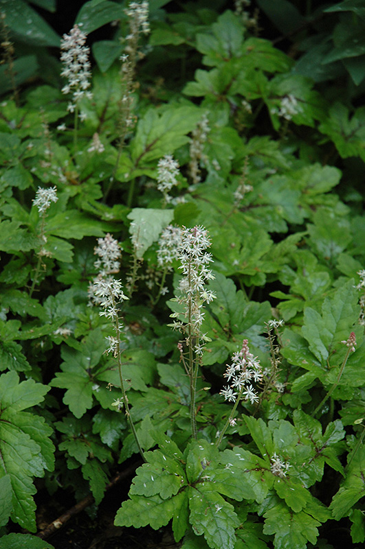 Crow Feather Foamflower (Tiarella 'Crow Feather') at Stauffers Of Kissel Hill