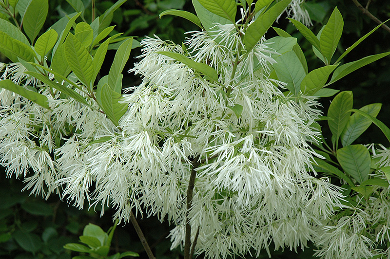 White Fringetree (Chionanthus virginicus) at Stauffers Of Kissel Hill