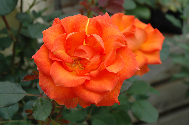 Gingersnap Rose (Rosa 'Gingersnap') at Stauffers Of Kissel Hill