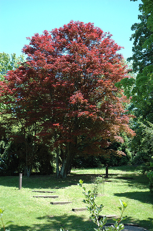 Purple-Leaf Japanese Maple (Acer palmatum 'Atropurpureum') at Stauffers Of Kissel Hill