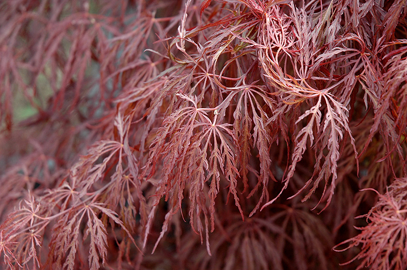Crimson Queen Japanese Maple (Acer palmatum 'Crimson Queen') at Stauffers Of Kissel Hill