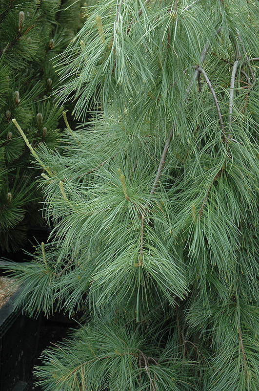 Weeping White Pine (Pinus strobus 'Pendula') at Stauffers Of Kissel Hill