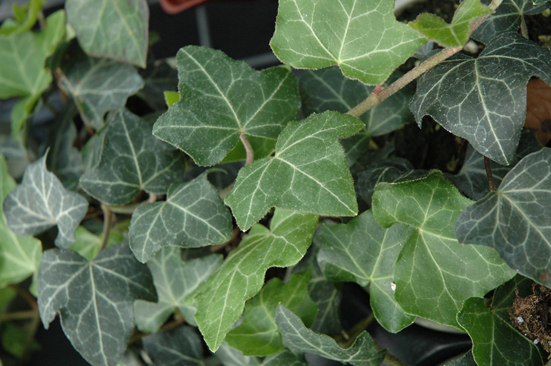 Baltic Ivy (Hedera helix 'Baltica') at Stauffers Of Kissel Hill