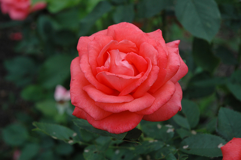 Tropicana Rose (Rosa 'Tropicana') at Stauffers Of Kissel Hill