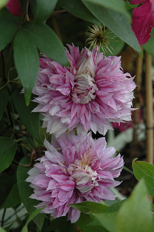 Josephine Clematis (Clematis 'Josephine') at Stauffers Of Kissel Hill