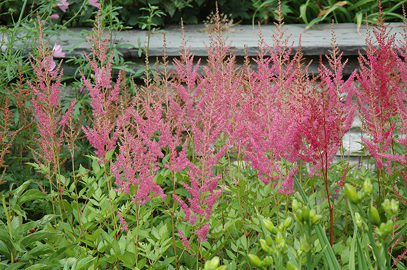 Visions in Pink Chinese Astilbe (Astilbe chinensis 'Visions in Pink') at Stauffers Of Kissel Hill