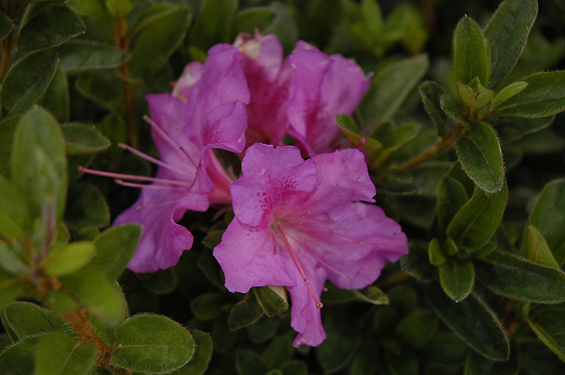 Encore Autumn Royalty Azalea (Rhododendron 'Conlec') at Stauffers Of Kissel Hill