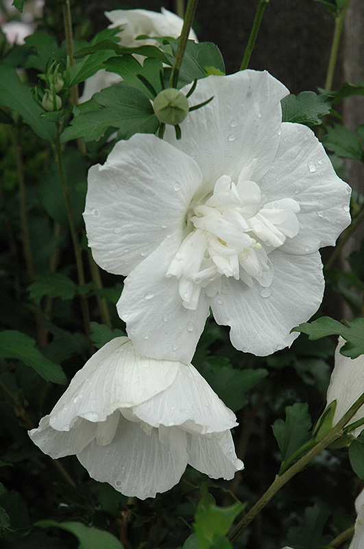 White Chiffon Rose of Sharon (Hibiscus syriacus 'Notwoodtwo') at Stauffers Of Kissel Hill