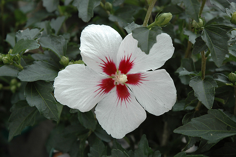 Lil' Kim Rose of Sharon (Hibiscus syriacus 'Antong Two') at Stauffers Of Kissel Hill