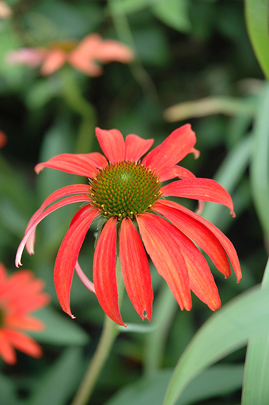Tomato Soup Coneflower (Echinacea 'Tomato Soup') at Stauffers Of Kissel Hill