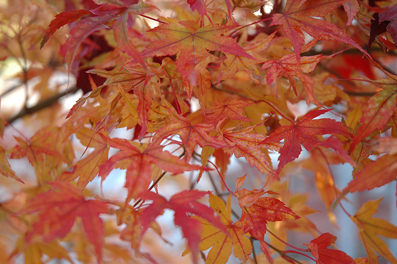 Butterfly Variegated Japanese Maple (Acer palmatum 'Butterfly') at Stauffers Of Kissel Hill