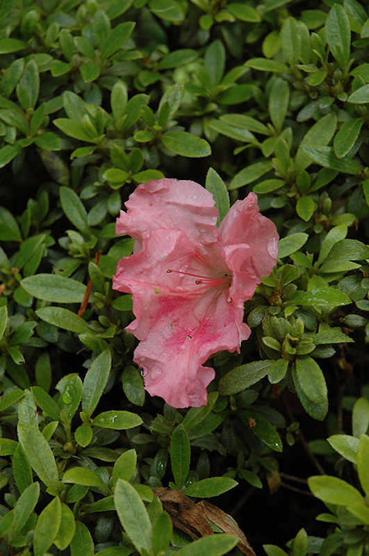 Gumpo Pink Azalea (Rhododendron 'Gumpo Pink') at Stauffers Of Kissel Hill