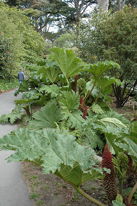 Giant Rhubarb (Gunnera tinctoria) at Stauffers Of Kissel Hill
