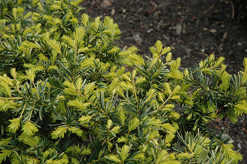 Watnong Gold Yew (Taxus baccata 'Watnong Gold') at Stauffers Of Kissel Hill