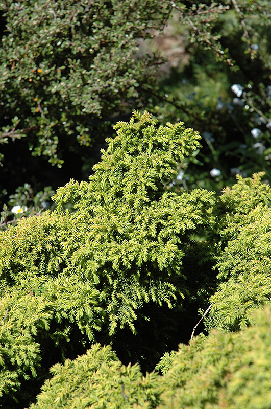Tansu Dwarf Japanese Cedar (Cryptomeria japonica 'Tansu') at Stauffers Of Kissel Hill