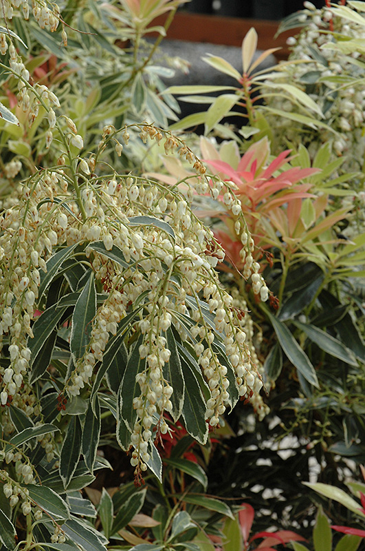 Flaming Silver Japanese Pieris (Pieris japonica 'Flaming Silver') at Stauffers Of Kissel Hill