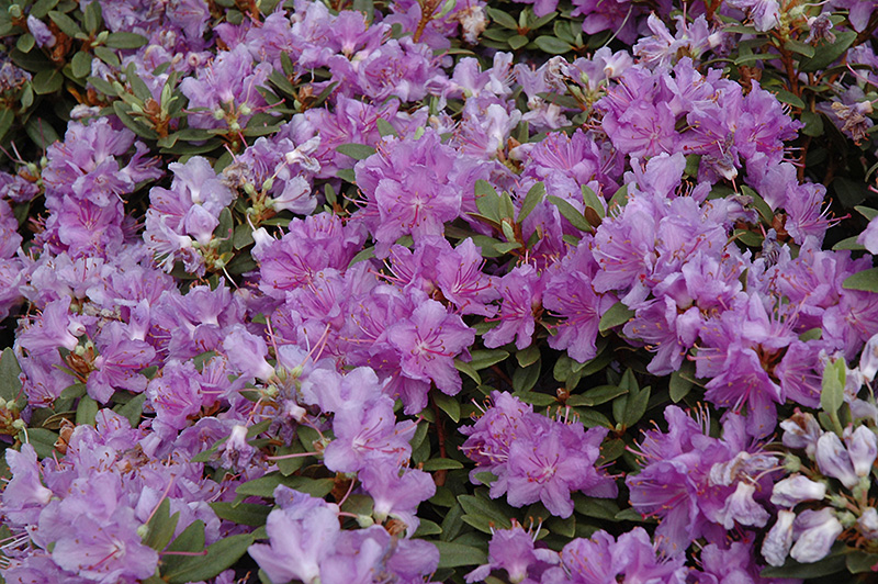 Purple Gem Rhododendron (Rhododendron 'Purple Gem') at Stauffers Of Kissel Hill