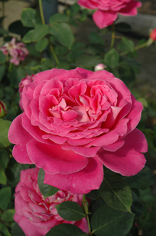 Pink Peace Rose (Rosa 'Pink Peace') at Stauffers Of Kissel Hill