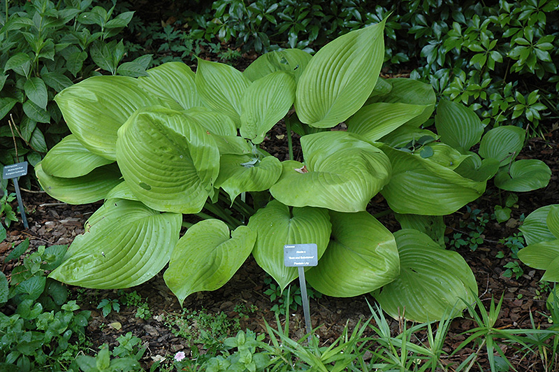 Sum and Substance Hosta (Hosta 'Sum and Substance') at Stauffers Of Kissel Hill
