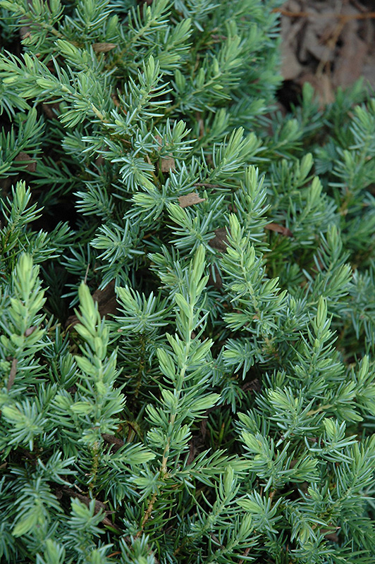 Blue Pacific Shore Juniper (Juniperus conferta 'Blue Pacific') at Stauffers Of Kissel Hill