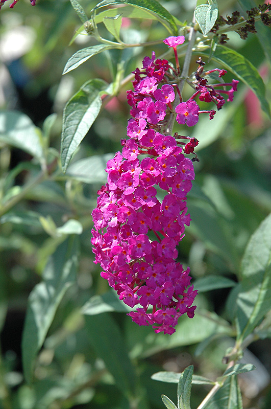 Royal Red Butterfly Bush (Buddleia davidii 'Royal Red') at Stauffers Of Kissel Hill