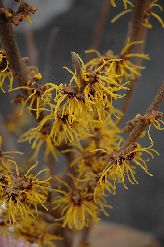 Barmstedt Gold Witchhazel (Hamamelis x intermedia 'Barmstedt Gold') at Stauffers Of Kissel Hill