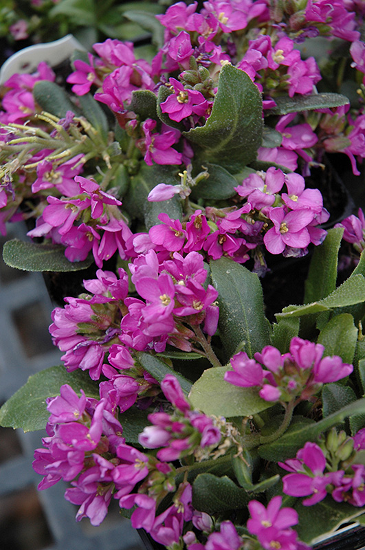 Spring Charm Rock Cress (Arabis 'Spring Charm') at Stauffers Of Kissel Hill