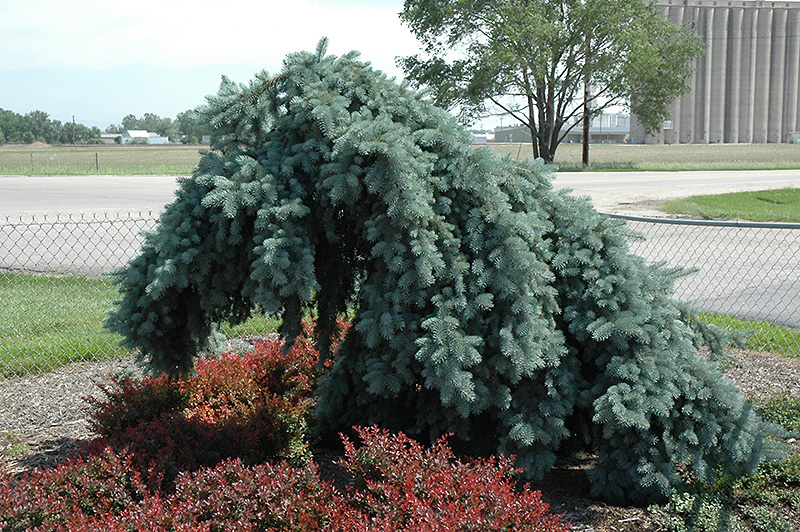 Weeping Blue Spruce (Picea pungens 'Pendula (tree form)') at Stauffers Of Kissel Hill
