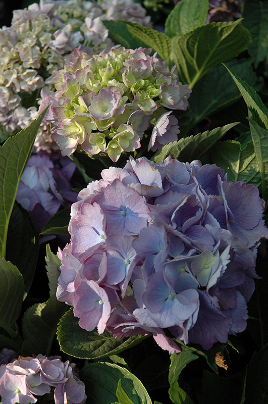 Forever And Ever Hydrangea (Hydrangea macrophylla 'Forever And Ever') at Stauffers Of Kissel Hill