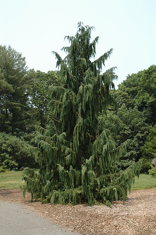 Blue Weeping Nootka Cypress (Chamaecyparis nootkatensis 'Glauca Pendula') at Stauffers Of Kissel Hill
