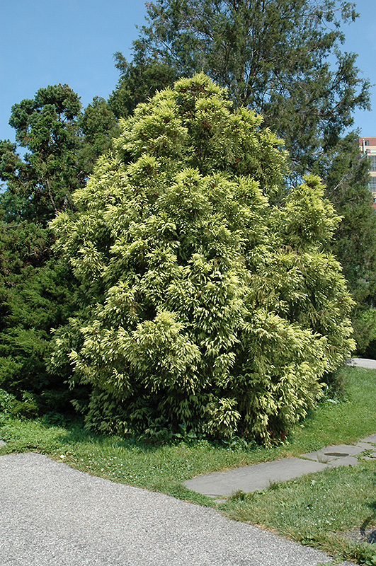 Sekkan Japanese Cedar (Cryptomeria japonica 'Sekkan Sugi') at Stauffers Of Kissel Hill