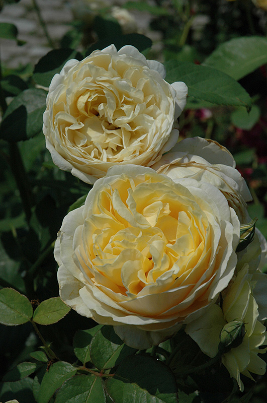 Charlotte Rose (Rosa 'Charlotte') at Stauffers Of Kissel Hill